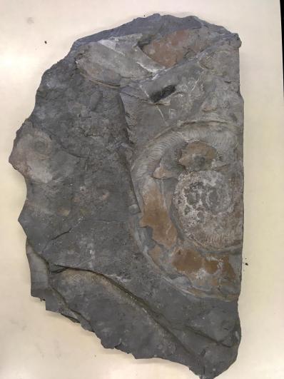 Fund von Schülern bei einer unserer Exkursionen nach Holzmaden